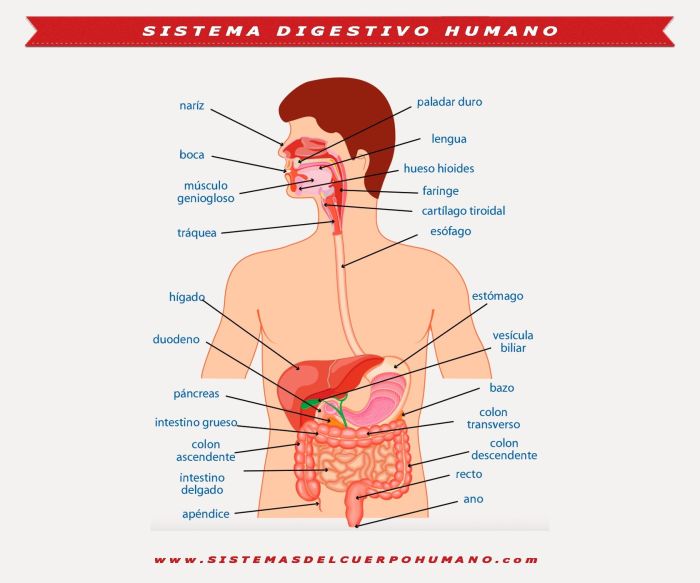 sistema-digestivo